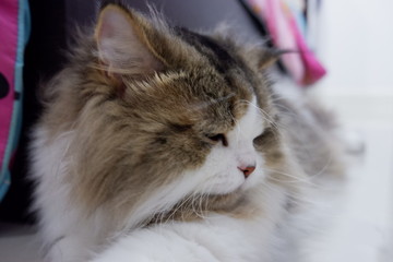 cat cat