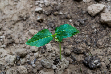 Yard-long bean seedlings are about 1 week old.
