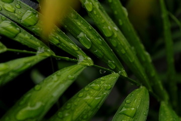 Waterdrop on Leaf