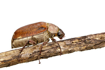 Image of cockchafer (Melolontha melolontha) on a branch on white background. Insect. Animals.