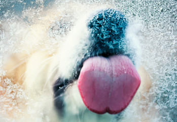 view through the glass as a cute red Corgi puppy funny licks pink tongue icicles with frosty...