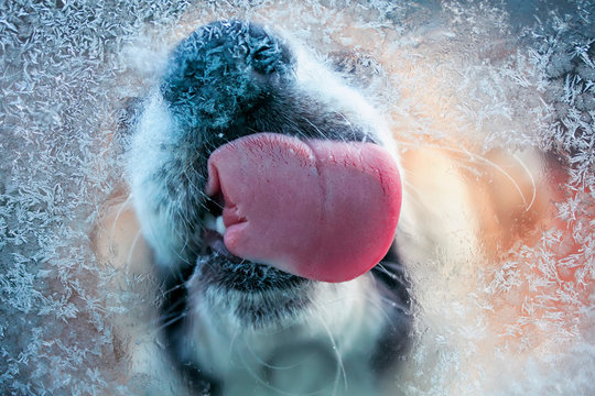 Cute Redhead Dog Funny Licks Pink Long Tongue Cold Glass With Frosty Patterns Buried In His Warm Nose