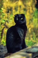 кот,котик, черный кот. животные, домашний кот.