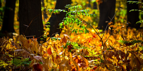 лес, осень,осенний лес,природа в лесу,деревья,