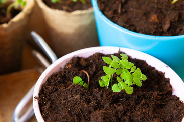 Small green sprouts in pot close up