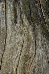 структура дерева, структура дуб, дуб, дизайнер,рельеф дуба, дерево