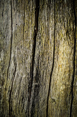 структура дерева, структура дуб, дуб, дизайнер,рельеф дуба, дерево