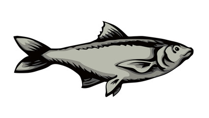 Big sea fish. Vector drawing