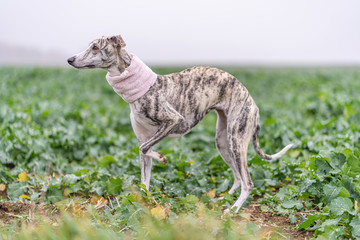 hübsche Whippet Hündin mit einem rosa Hunde Loop Halsband 