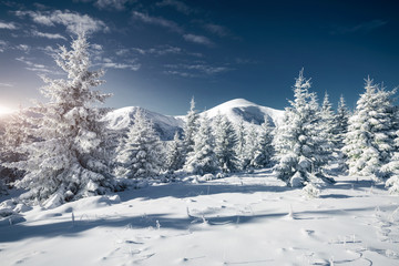 Gorgeous white spruces on a frosty day. Location Carpathian national park, Ukraine, Europe.