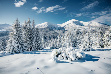 Fototapeta na wymiar Magical white spruces on a frosty day. Location Carpathian mountain, Ukraine, Europe.