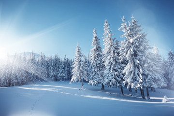 Vivid white spruces on a frosty day. Location Carpathian mountain, Ukraine, Europe.