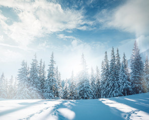 Naklejka premium Vivid white spruces on a frosty day. Location Carpathian mountain, Ukraine, Europe.
