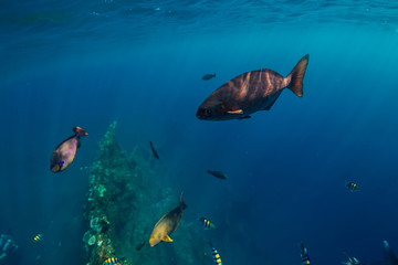 Obraz premium Beautiful underwater world with tropical fishes and coral at shipwreck