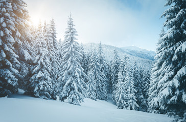 Naklejka premium Vivid white spruces on a frosty day. Location Carpathian mountain, Ukraine, Europe.