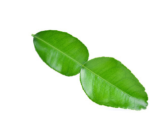 Kaffir lime leaf isolated on white background