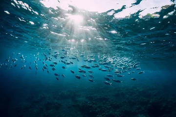 Fotobehang Onderwatermening met schoolvissen in oceaan. Zeeleven in transparant water © artifirsov