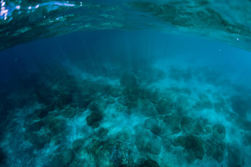Naklejka na ściany i meble Tranquil underwater scene with corals. Blue sea