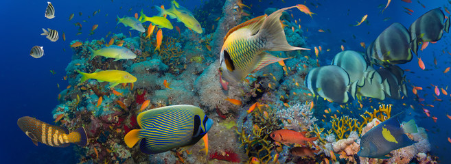 Korallen und Fische