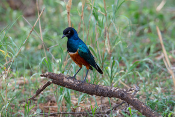 Burchell's starling at Serengeti, Tanzania