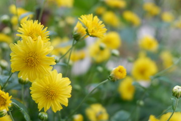 yellow flowers in the garden