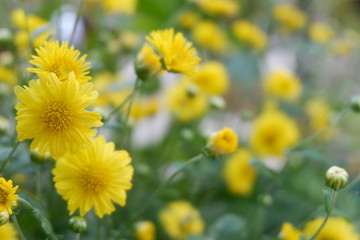 field of yellow flowers