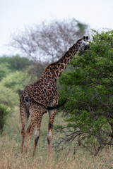 Giraffe animals in safari - Tanzania