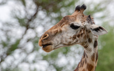 Giraffe animals in safari - Tanzania