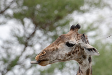 Giraffe animals in safari - Tanzania