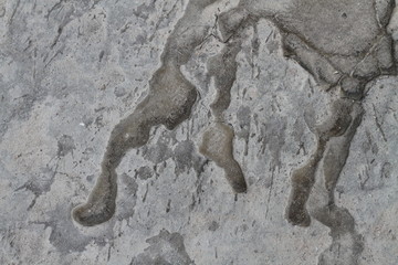 texture of bark of a tree