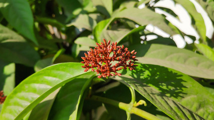 Ixora coccinea buds from the garden. 