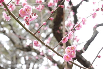Cherry blossoms at a Japanese park