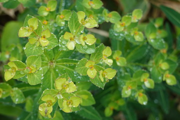 Water drops on alpine plants