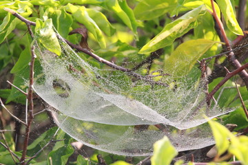 raindrops on the leaves