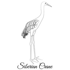 Siberian crane outline vector coloring