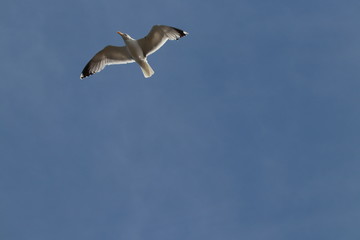 Seagull on the top