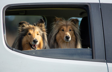 Sister Rough Coated black and sable Collies looking out of the car window