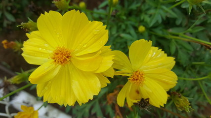 yellow flowers in garden