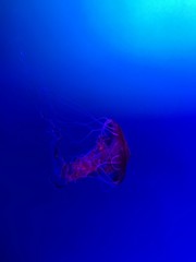 jellyfish in water