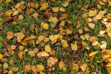 Yellow autumn leaves lie on the ground