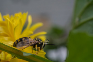 Macro of a wasp bee on a yellow chrysanthemum flower.