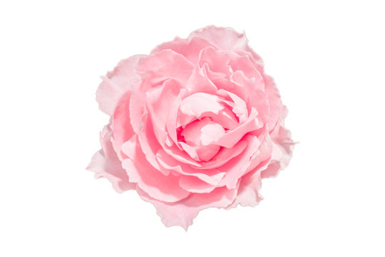 Pink rose flower isolated white background.