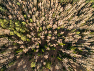 Top view of the autumn forest. Aerial view of the landscape