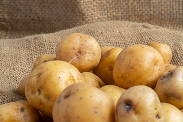 Close up view of yellow potatoes on a jute mat