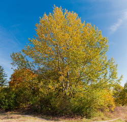 Naklejka premium Aspen tree with autumn leaves against the sky