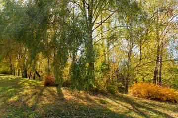 Birch trees growing on the edge of forest in autumn
