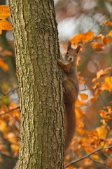 Ein rotes Eichhörnchen kletter im Herbst einen Baumstamm hinauf, Sciurus vulgaris