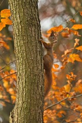 Ein rotes Eichhörnchen kletter im Herbst einen Baumstamm hinauf, Sciurus vulgaris