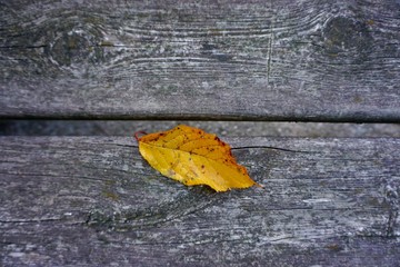 yellow leaf with autumn colors in autumn season