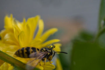 Macro of a wasp bee on a yellow chrysanthemum flower.